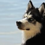 Protecting Your Pooch: A Comprehensive Guide to Dog Vaccination Schedules