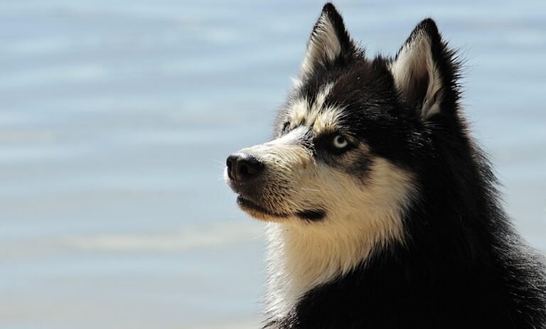 Protecting Your Pooch: A Comprehensive Guide to Dog Vaccination Schedules
