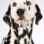 Paw-sitive Relief: Exploring the Best Treatment Options for Dogs with
