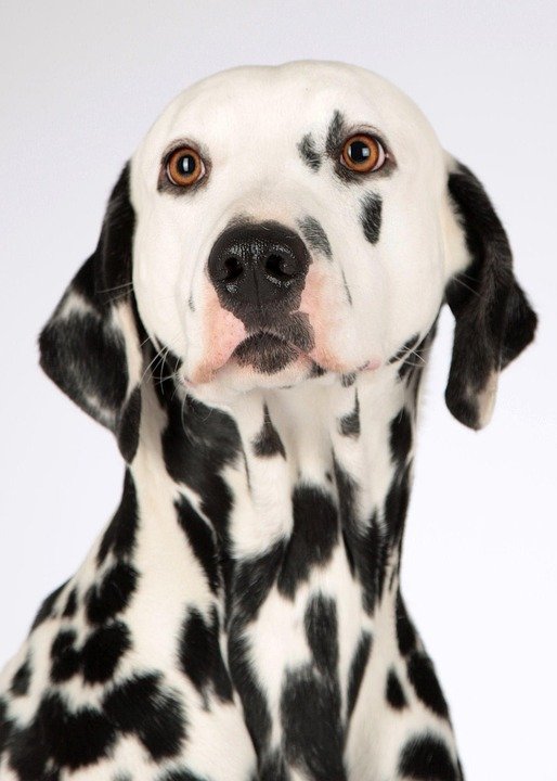Paw-sitive Relief: Exploring the Best Treatment Options for Dogs with