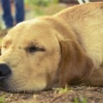 Boost Your Pup's Health: The Essential Guide to Dog Vitamins