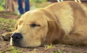 Boost Your Pup's Health: The Essential Guide to Dog Vitamins