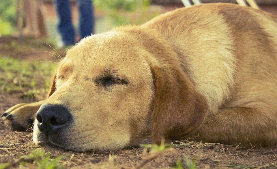 Boost Your Pup's Health: The Essential Guide to Dog Vitamins