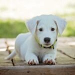 Small Space, Big Love: The Best Dog Breeds for Apartment