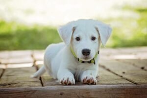 Small Space, Big Love: The Best Dog Breeds for Apartment