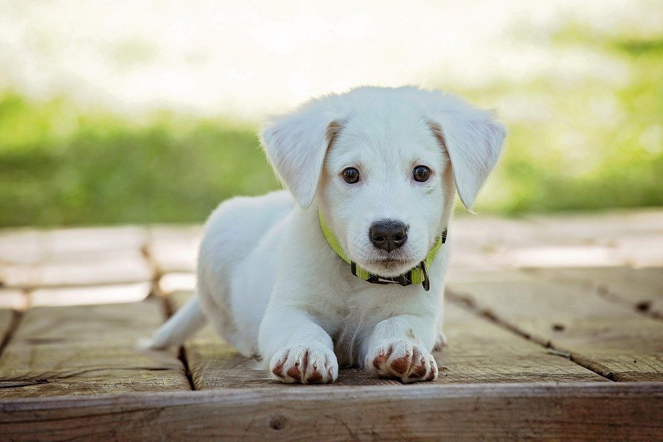 Small Space, Big Love: The Best Dog Breeds for Apartment