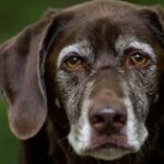 Breathe Easy: Discover the Top Hypoallergenic Dog Breeds for Allergy