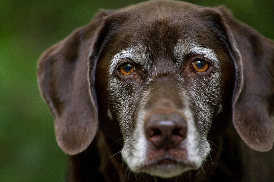 Breathe Easy: Discover the Top Hypoallergenic Dog Breeds for Allergy