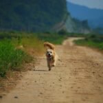 Silencing the Bark: Quick and Effective Techniques to Curb Excessive