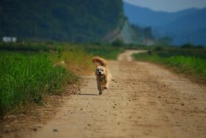 Silencing the Bark: Quick and Effective Techniques to Curb Excessive