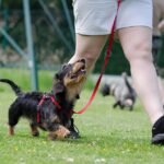 Unlocking Canine Potential: Mastering Obedience Through Essential Training Techniques