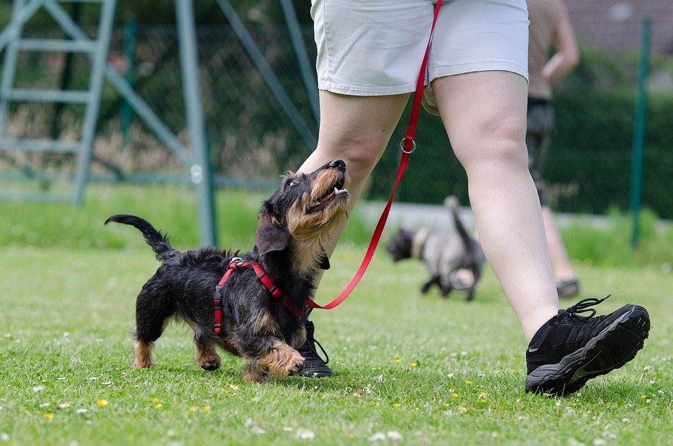 Unlocking Canine Potential: Mastering Obedience Through Essential Training Techniques