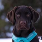Small But Mighty: The Most Charming Toy Dog Breeds You
