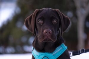 Small But Mighty: The Most Charming Toy Dog Breeds You