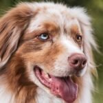Protect Your Pup: Essential Tips for Effective Dog Parasite Prevention