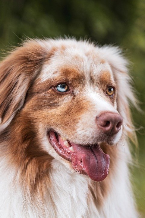 Protect Your Pup: Essential Tips for Effective Dog Parasite Prevention
