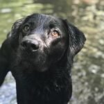 Pawsitive Digestion: Essential Tips for Keeping Your Dog's Gut Healthy