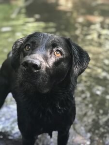 Pawsitive Digestion: Essential Tips for Keeping Your Dog's Gut Healthy