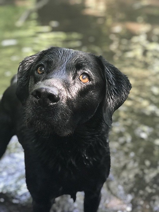 Pawsitive Digestion: Essential Tips for Keeping Your Dog's Gut Healthy