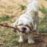 Timeless Tails: Discover the Longest-Living Dog Breeds Today