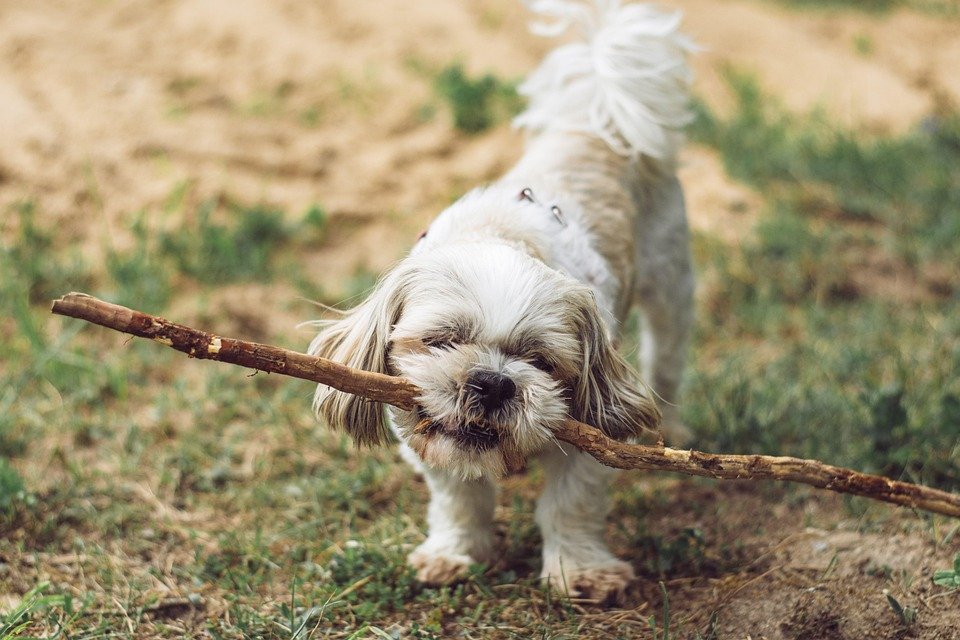 Timeless Tails: Discover the Longest-Living Dog Breeds Today