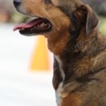 Transform Your Dog's Walks: The Ultimate Guide to Master Leash