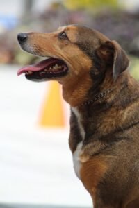 Transform Your Dog's Walks: The Ultimate Guide to Master Leash