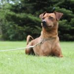 Unlocking Good Behavior: Master House Training for Your Dog