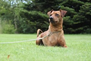 Unlocking Good Behavior: Master House Training for Your Dog