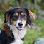 Top 10 Dog Food Brands: Nutrition That Makes Tails Wag!