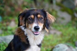 Top 10 Dog Food Brands: Nutrition That Makes Tails Wag!
