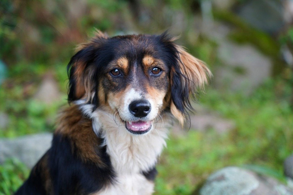 Top 10 Dog Food Brands: Nutrition That Makes Tails Wag!