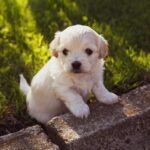 From Tiny Teacups to Giant Gentle Giants: Your Go-To Dog