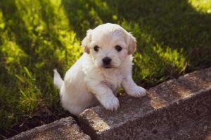 From Tiny Teacups to Giant Gentle Giants: Your Go-To Dog