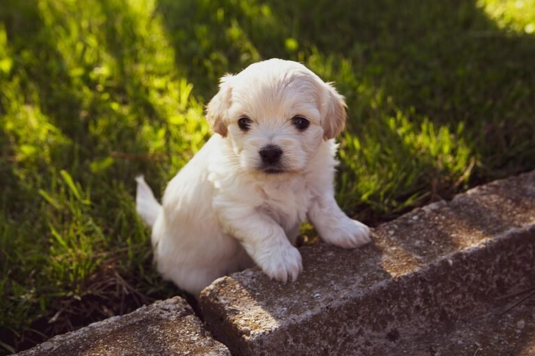 From Tiny Teacups to Giant Gentle Giants: Your Go-To Dog
