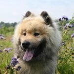 Spotting the Signs: 10 Key Indicators Your Dog May Be