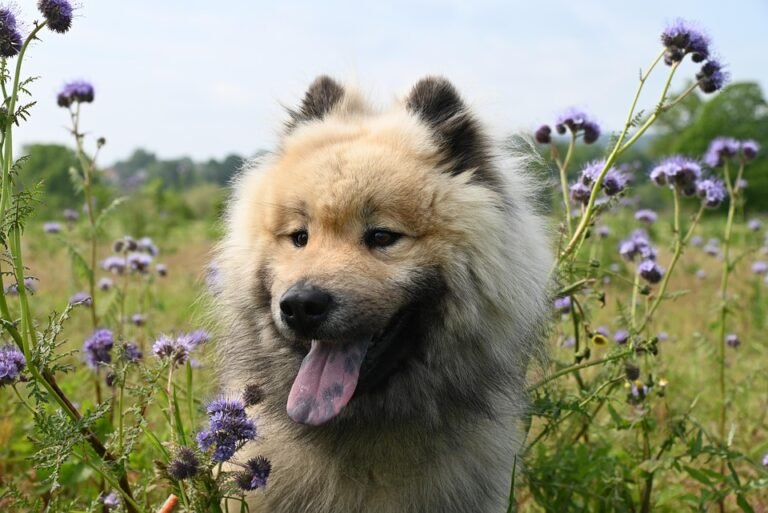 Spotting the Signs: 10 Key Indicators Your Dog May Be