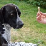Pawsitive Beginnings: Mastering the Essentials of Puppy Training for New