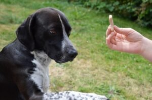 Pawsitive Beginnings: Mastering the Essentials of Puppy Training for New