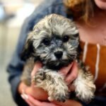 Top 10 Hunting Dog Breeds: Unleashing the Best in the