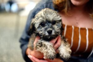Top 10 Hunting Dog Breeds: Unleashing the Best in the