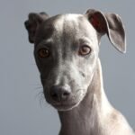 Is Your Pup Feeling Ruff? A Guide to the Most