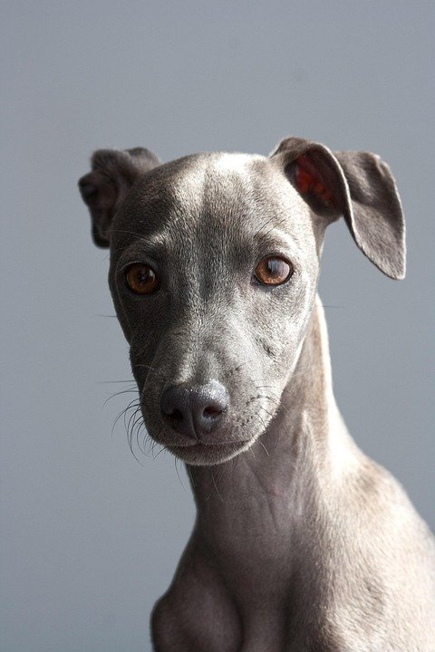 Is Your Pup Feeling Ruff? A Guide to the Most