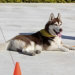 Unleash Success: Essential Dog Commands Every Owner Should Know