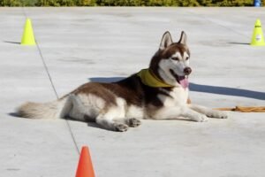 Unleash Success: Essential Dog Commands Every Owner Should Know