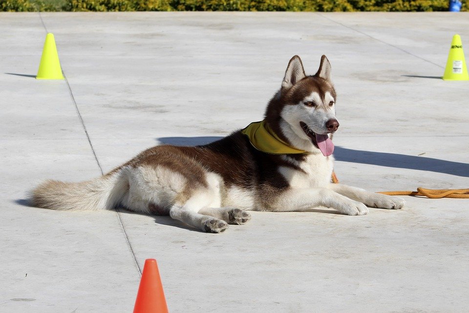 Unleash Success: Essential Dog Commands Every Owner Should Know