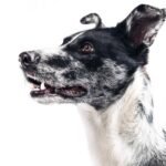 The Scoop on Wet Dog Food: Is It the Right