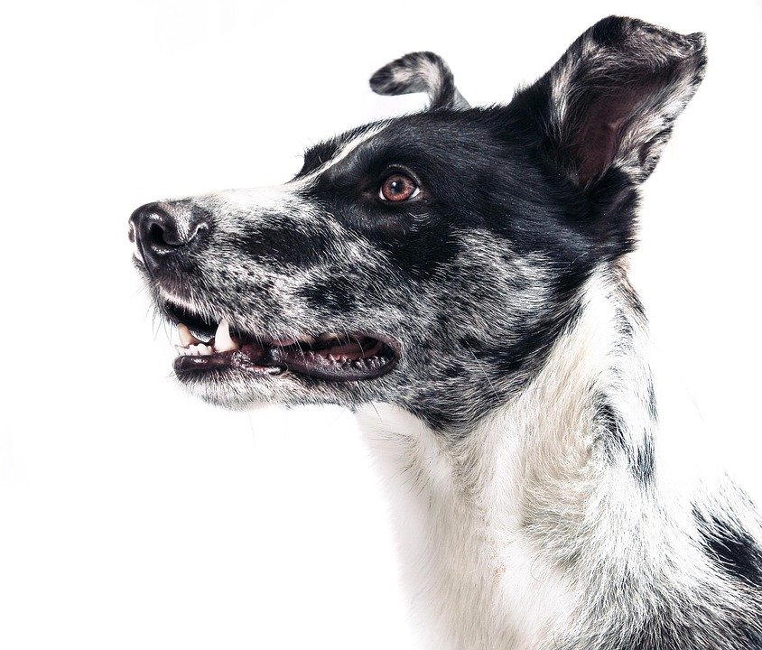 The Scoop on Wet Dog Food: Is It the Right