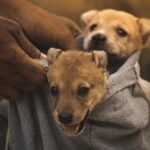 Fierce and Loyal: Discover the Best Guard Dog Breeds for