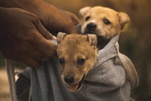 Fierce and Loyal: Discover the Best Guard Dog Breeds for